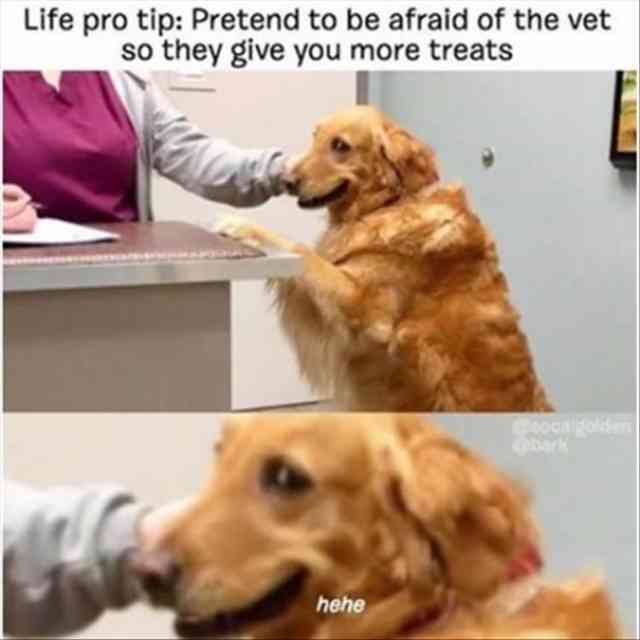 a dog is being petted by its owner at the veterinator's office