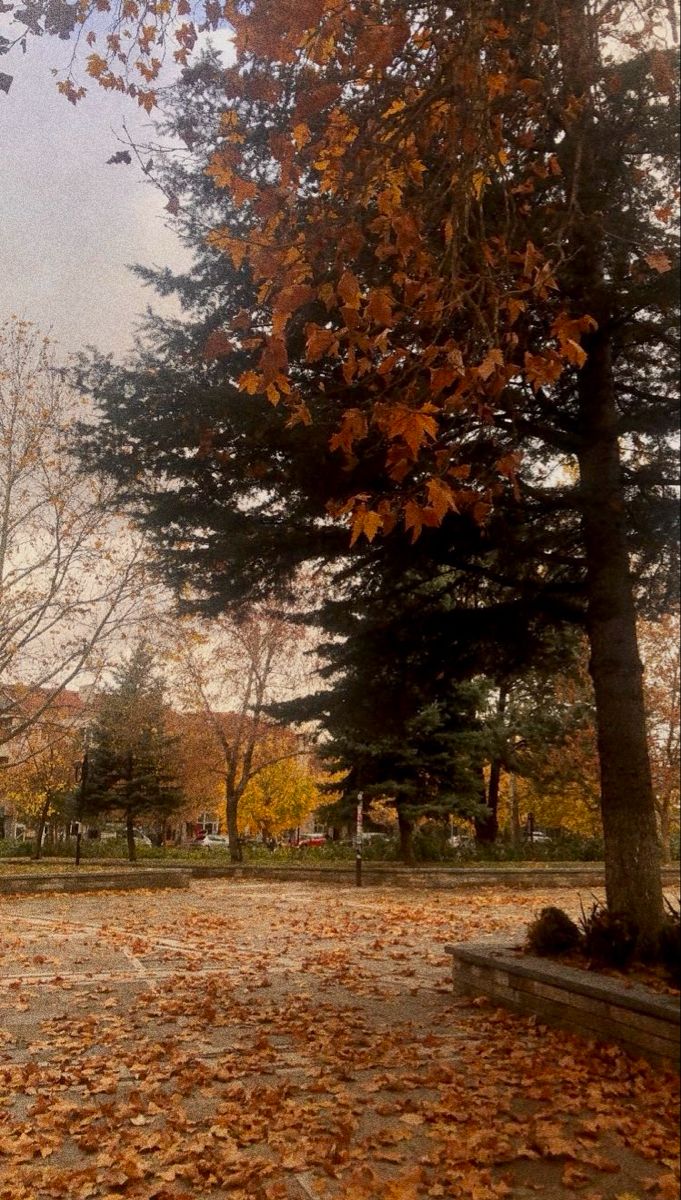 a park with lots of leaves on the ground