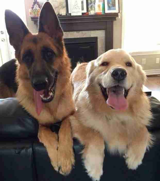 two large dogs sitting on top of a black couch