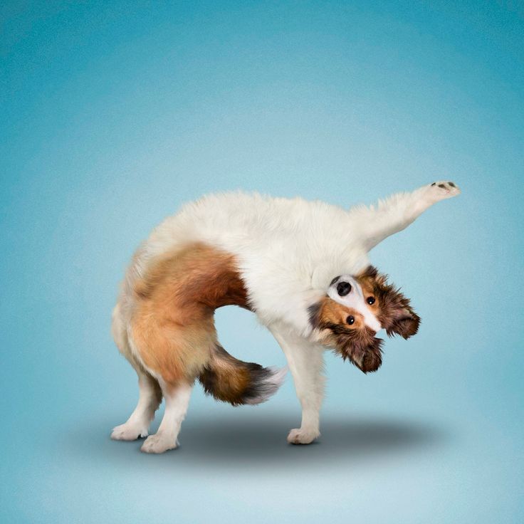 a white and brown dog standing on its hind legs