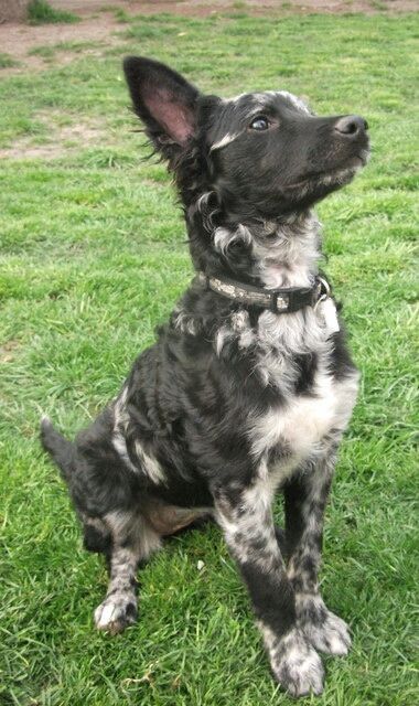 a black and white dog sitting in the grass