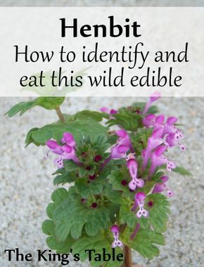 a plant with purple flowers growing out of it and the words hembit how to identify and eat this wild edible