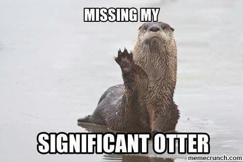 an otter is in the water with its paw up to it's head, saying missing my significant otter