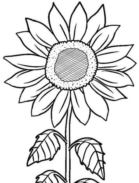 a sunflower with leaves and petals coloring page