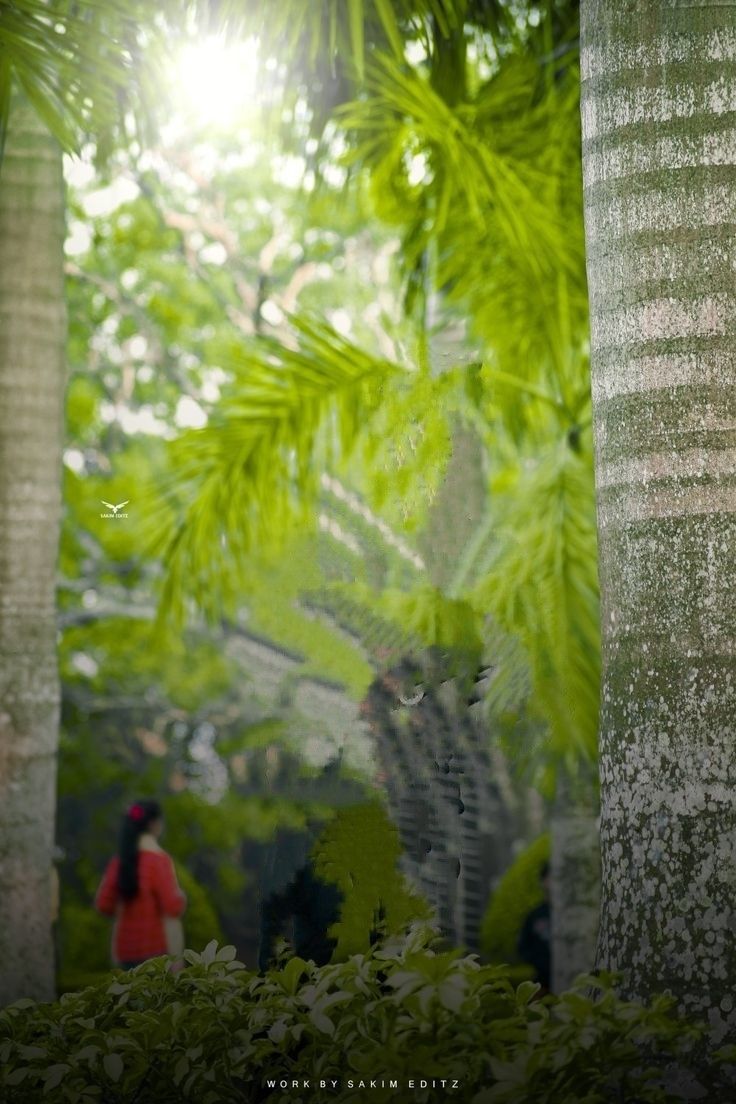 there is a cat that is standing in the woods near trees and bushes, looking up at it's owner