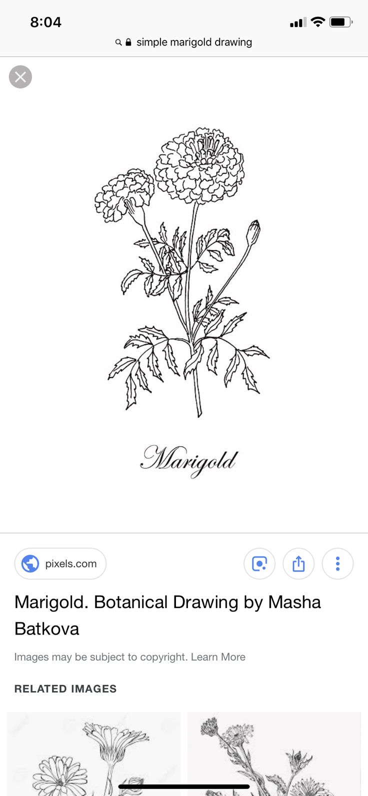 an image of some flowers in black and white with the words margold botanical drawing by masha bakvova