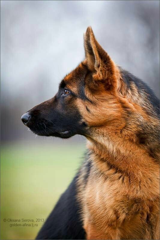 a brown and black dog standing on top of a lush green field