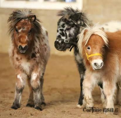 two miniature horses standing next to each other