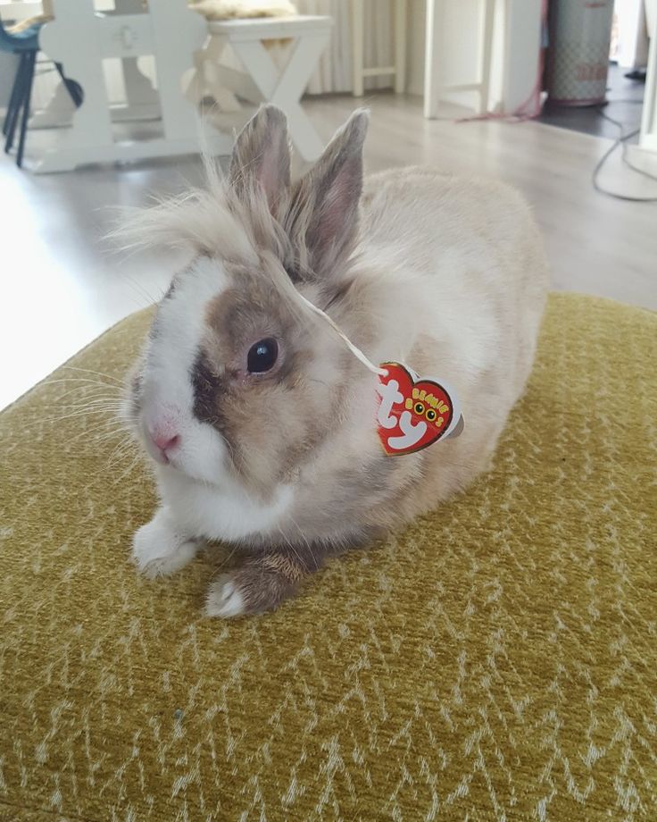 a rabbit is sitting on the floor with a pacifier in its mouth and it's ears sticking out