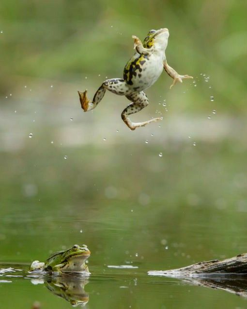 a frog jumping into the water to catch a fish