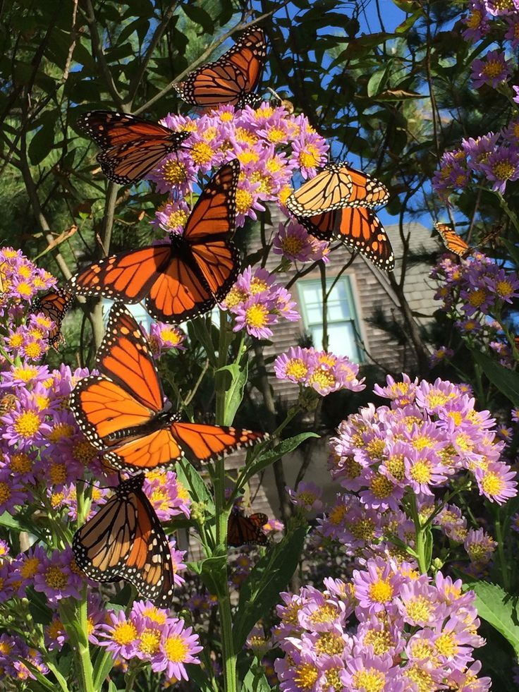 several orange and black butterflies on purple flowers in front of a house with blue sky