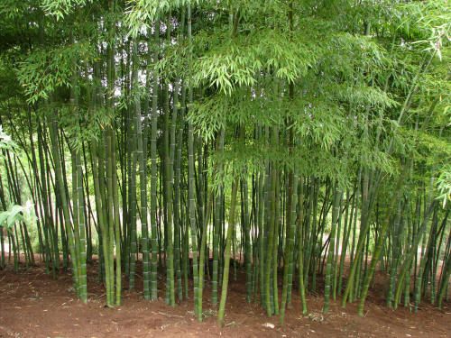 the bamboo trees are tall and green in this photo, with dirt on the ground