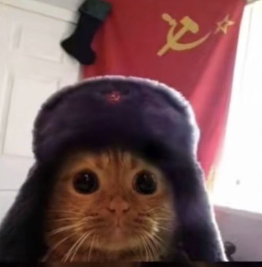 a cat wearing a russian hat and looking at the camera