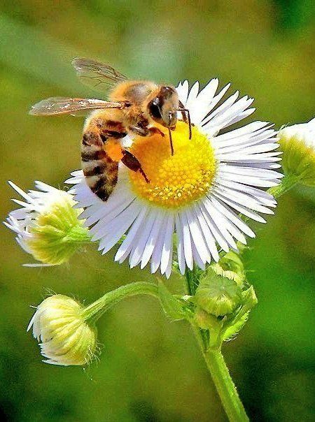 a bee is sitting on top of a white flower with yellow pollen in its mouth