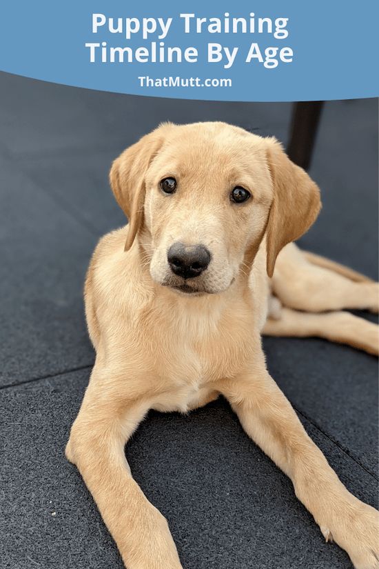 a puppy laying on the ground with its paws up and looking at the camera text overlay says puppy training time by age