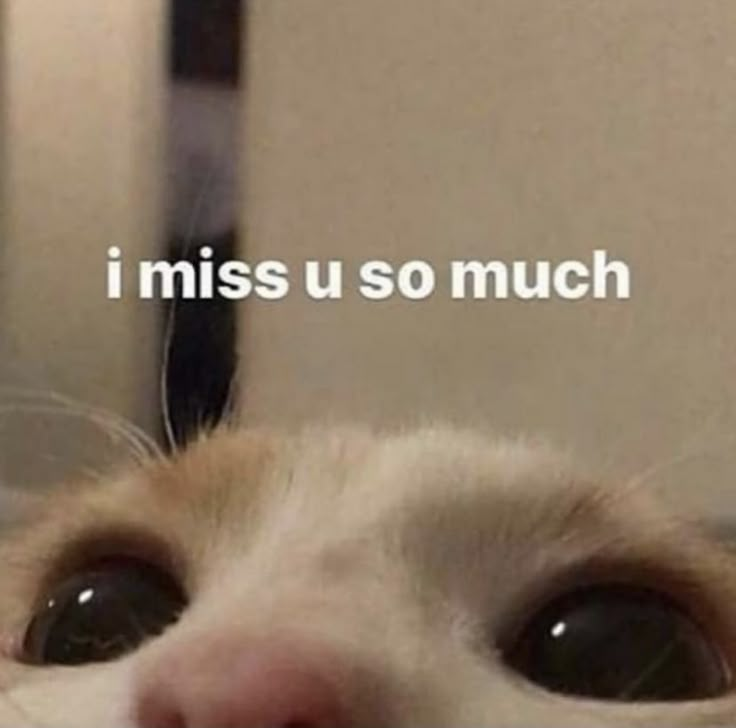 a close up of a cat's face with the caption i miss u so much