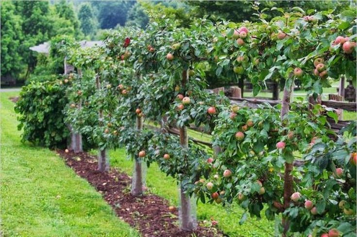 an apple tree with lots of fruit growing on it's branches in a garden