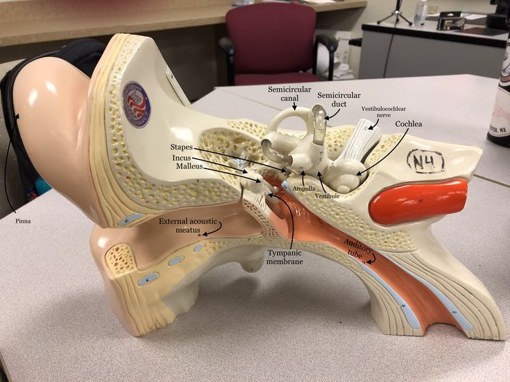 an image of a model of the human foot with labeled parts on it's side