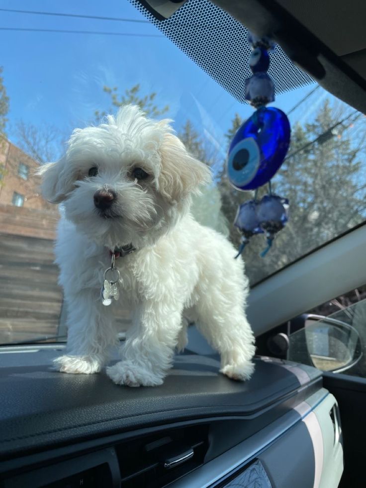 a small white dog sitting on the dashboard of a car