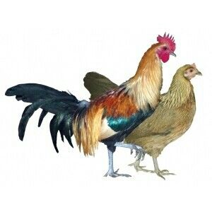 two roosters standing next to each other on a white background with one red and the other blue