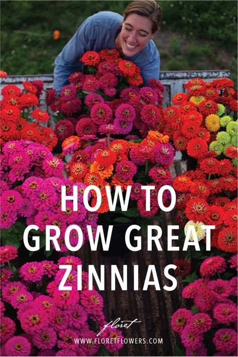 how to grow great zinnas