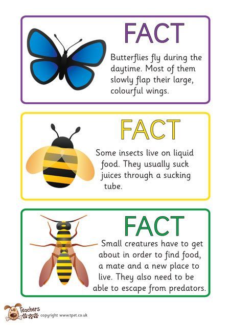 four different types of bees with the words fact and fact in each one's uppercase