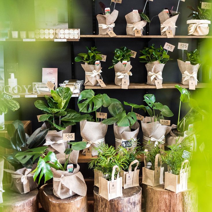 there are many potted plants on the shelves in this store, all wrapped with burlap