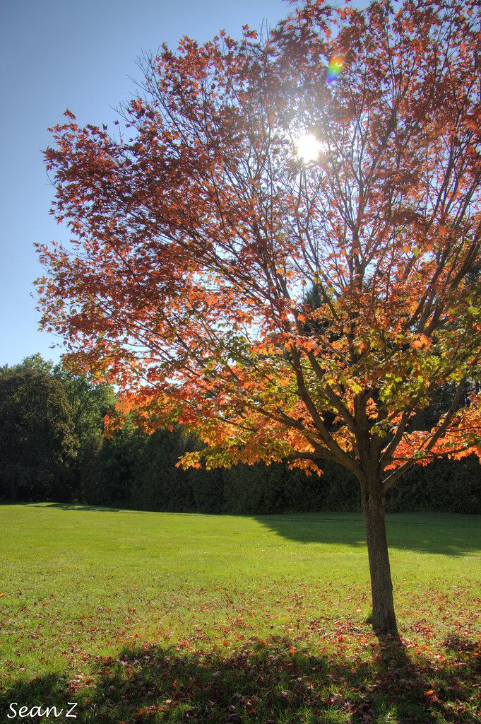 a tree in the middle of a field with leaves on it and bright sun shining through