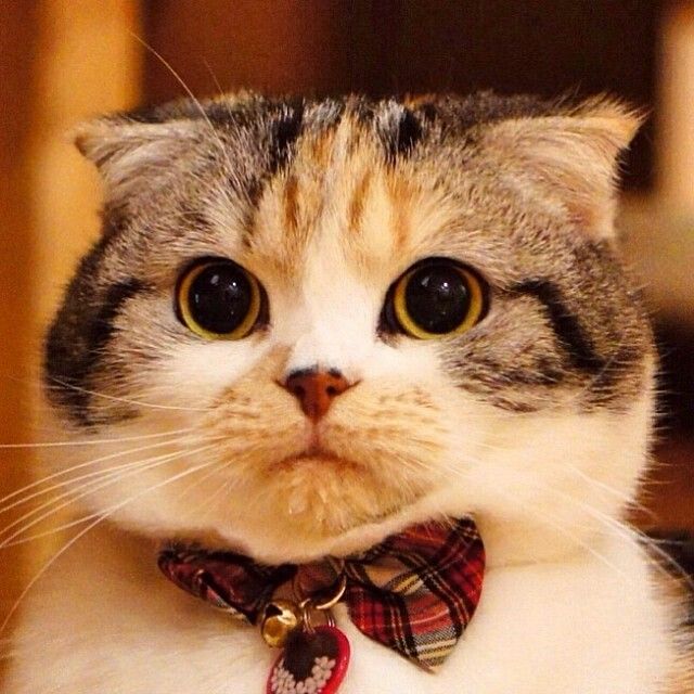 a close up of a cat wearing a bow tie