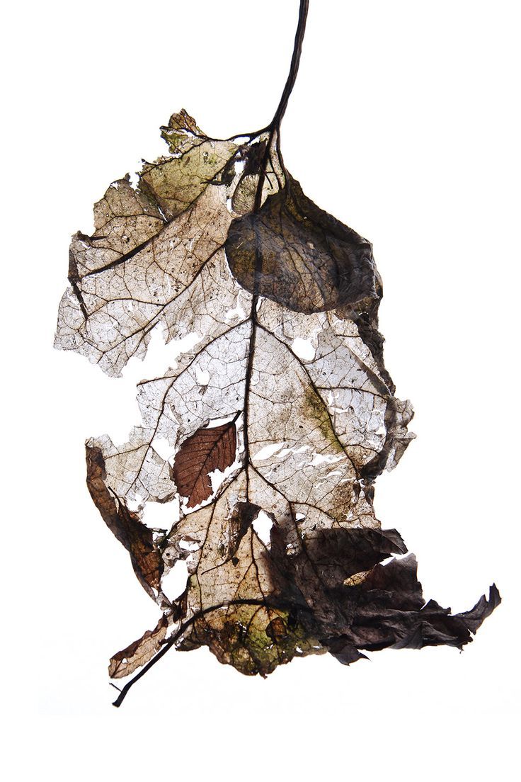 a dried leaf hanging from a branch on a white background with clipping for text