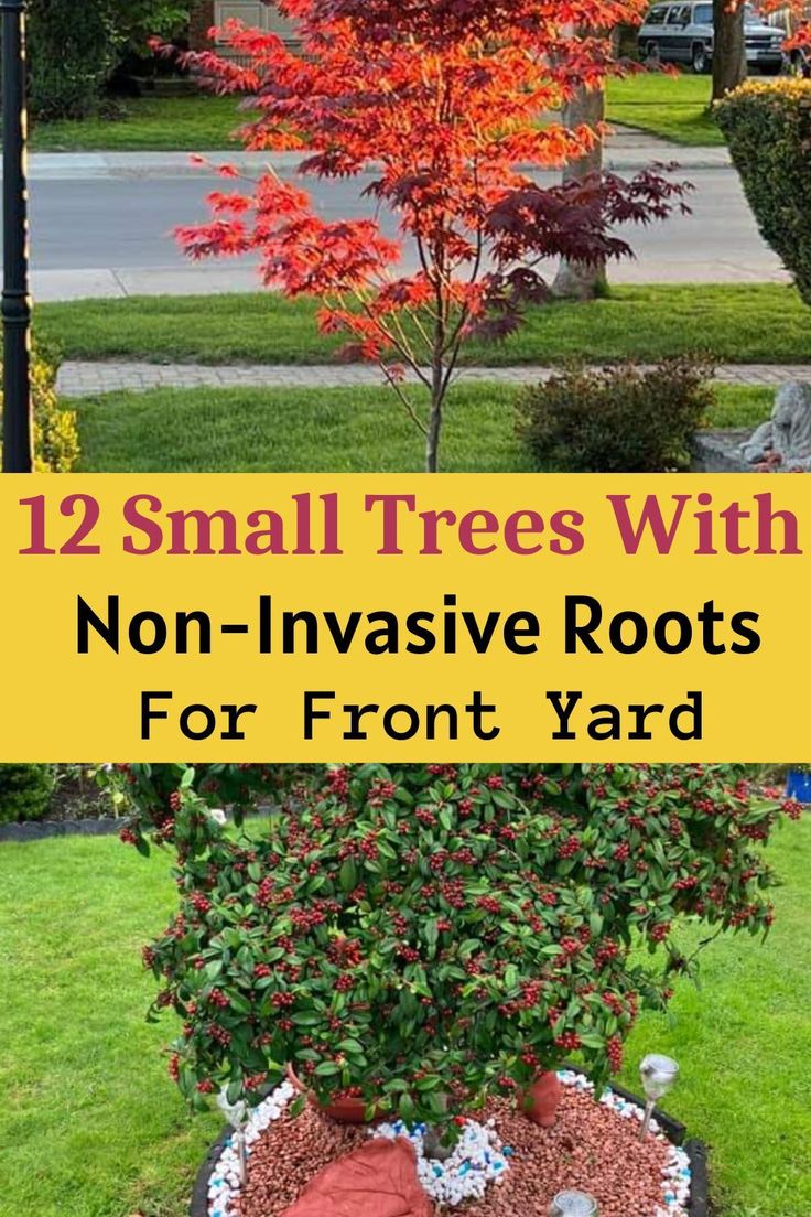 small trees with non - invasive roots for front yard