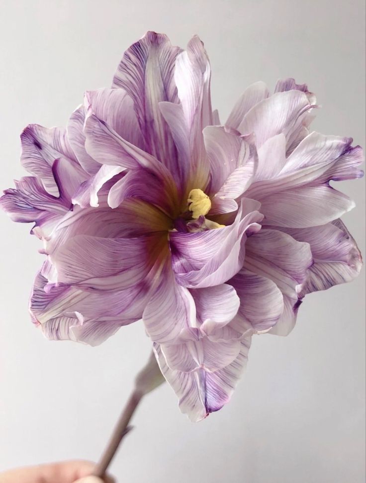 a person holding a purple flower in their right hand and the petals are wilting