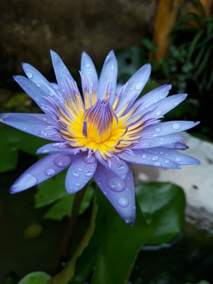 a purple flower with yellow center surrounded by water lilies and green leaves in the background