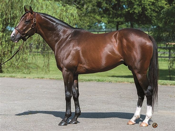 a large brown horse standing on top of a cement road next to a lush green field