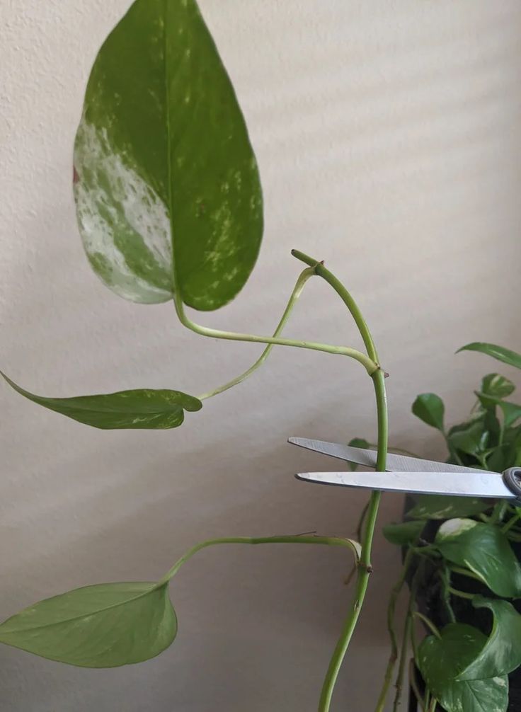 a pair of scissors sitting on top of a plant