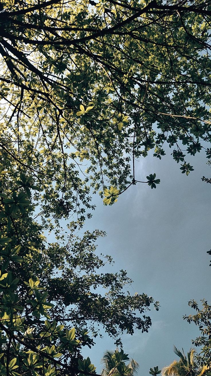 looking up at the tops of trees and leaves