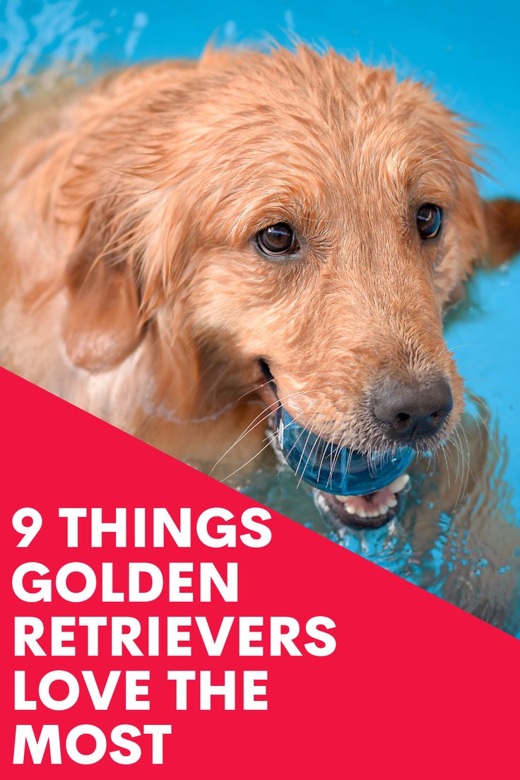 a brown dog swimming in a pool with the words 9 things golden retrievers love the most