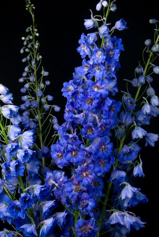 blue flowers in a vase on a black background