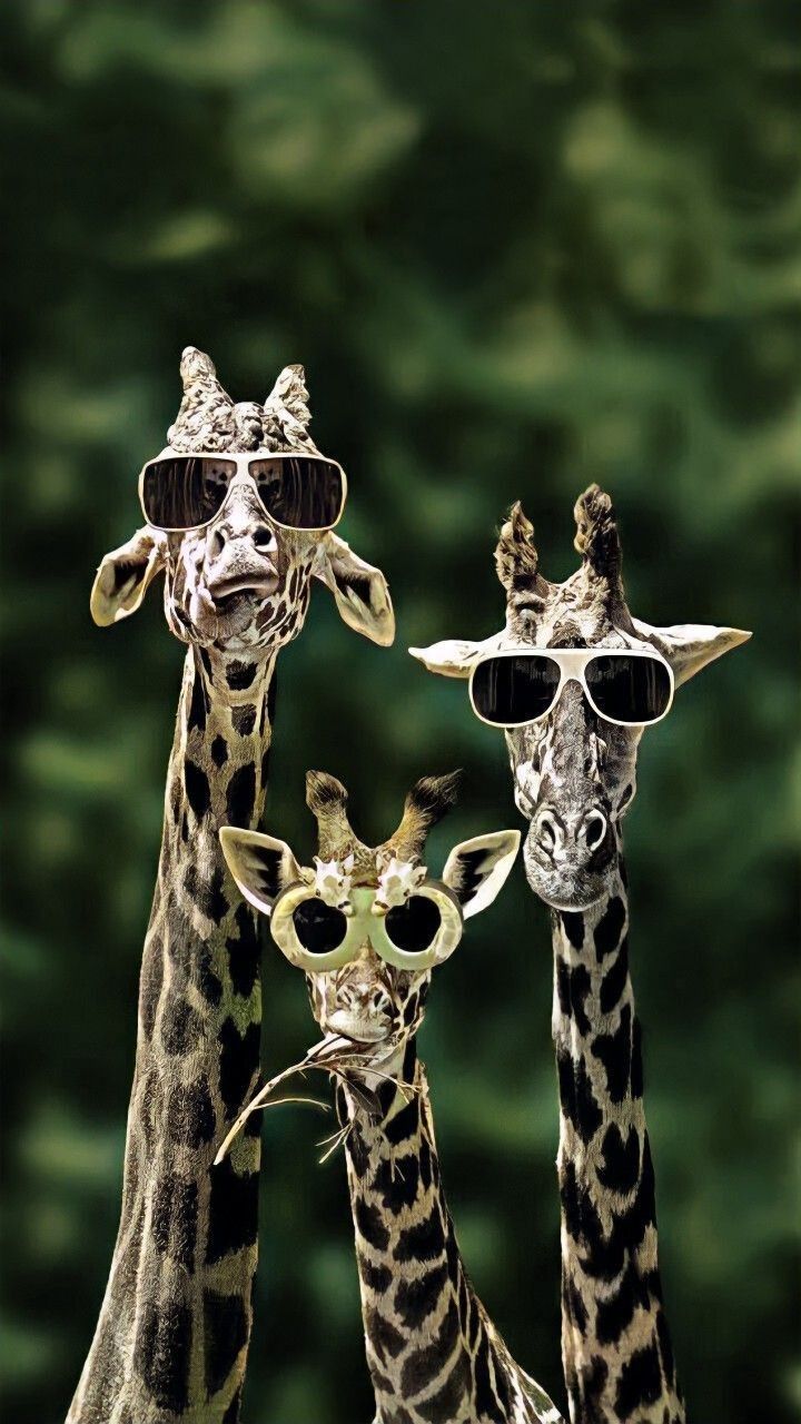 three giraffes wearing sunglasses and standing next to each other