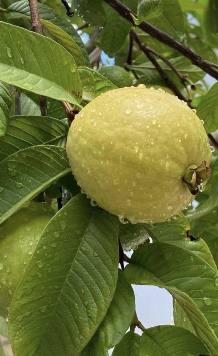 a close up of a fruit on a tree with green leaves and water droplets all over it