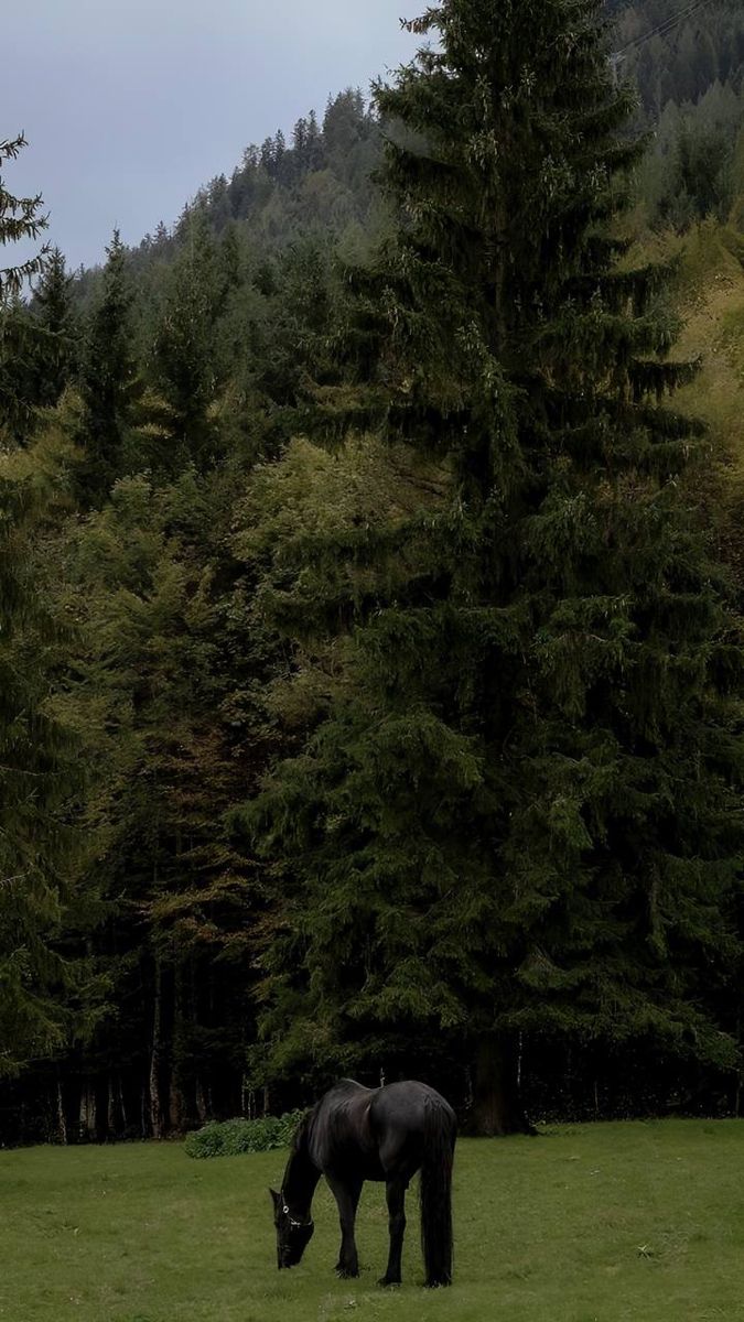 a black horse grazing on grass in front of trees