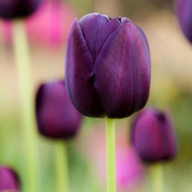 purple tulips are blooming in the garden