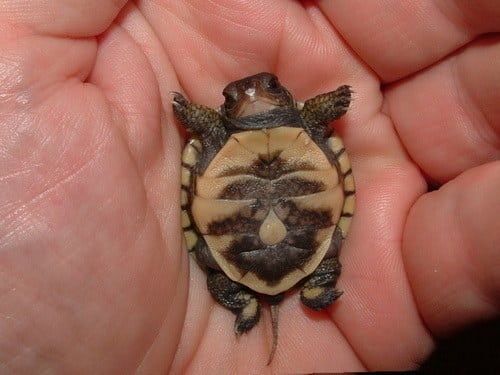 a small turtle sitting in the palm of someone's hand