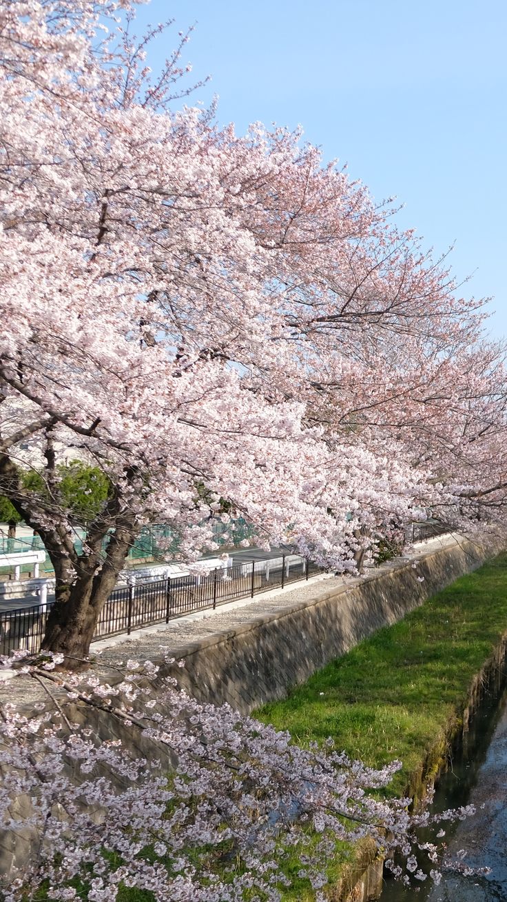 the trees are blooming along the side of the river and on the other side is a stone wall