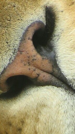 a close up view of an animal's nose and eye with black patches on it