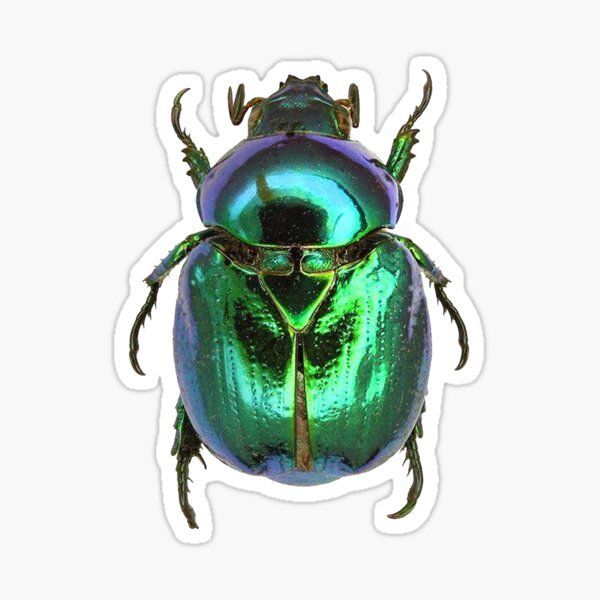 a green metallic beetle sticker on a white background