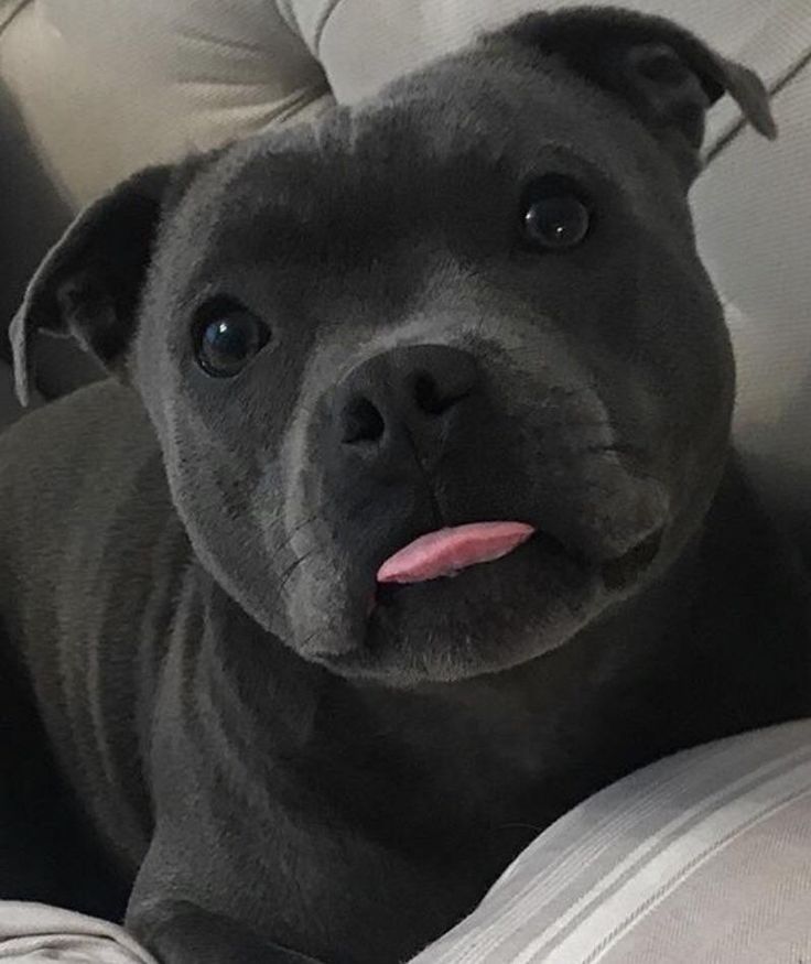 a black dog laying on top of a couch with its tongue hanging out and looking at the camera