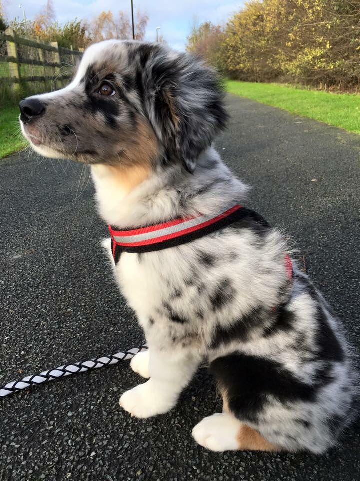 a black and white dog sitting on top of a road