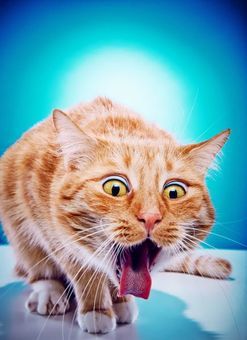 an orange cat yawns while sitting on a table with its tongue hanging out