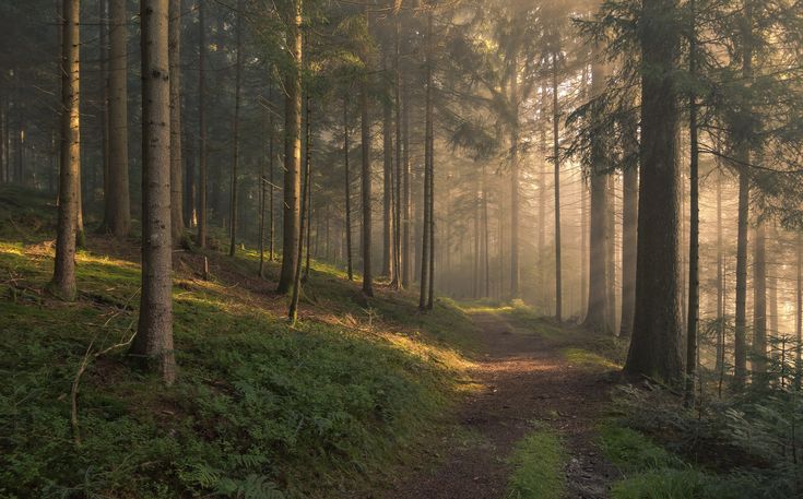 the sun shines through the trees and lights up the path in the foggy forest